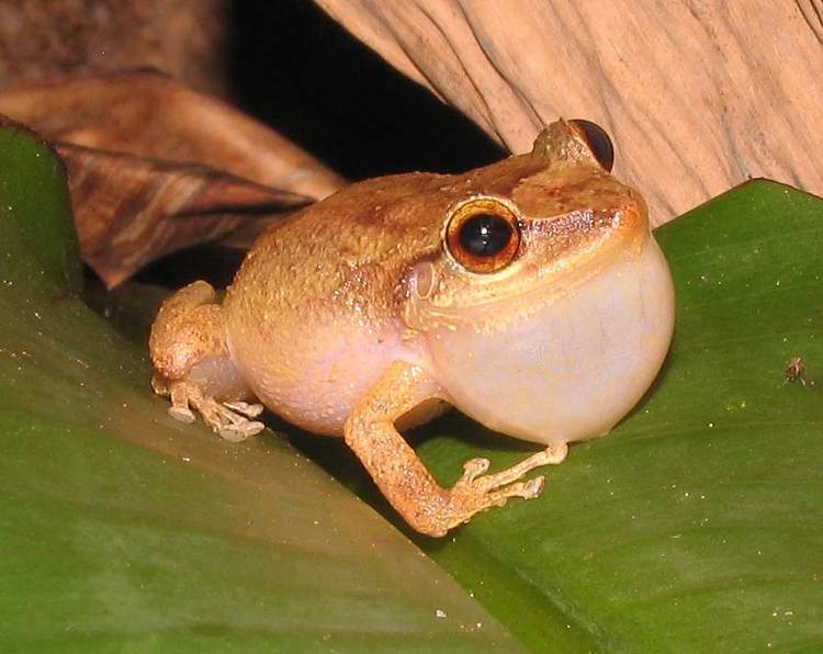 coqui frog figurine